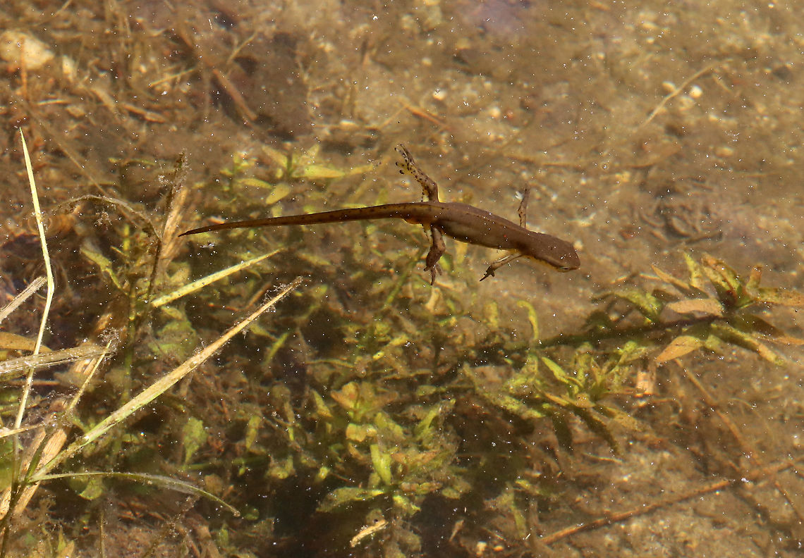 Adult Eastern Newt - Notophthalmus viridescens I think this is a male because if you look at its rear, you can see some swollen parts, which I think is its cloaca. During breeding season, males can be distinguished from females by a yellowish, swollen cloaca. <br />
<br />
See here for more detail:<br />
<figure class="photo"><a href="https://www.jungledragon.com/image/102428/male_notophthalmus_viridescens_-_swollen_cloaca.html" title="Male Notophthalmus viridescens - Swollen Cloaca"><img src="https://s3.amazonaws.com/media.jungledragon.com/images/3232/102428_thumb.jpg?AWSAccessKeyId=05GMT0V3GWVNE7GGM1R2&Expires=1759968010&Signature=qLD%2FONlR6hHK1vUYNsM4E5zAN1g%3D" width="200" height="128" alt="Male Notophthalmus viridescens - Swollen Cloaca This photo shows the cloaca of a male salamander. During breeding season, males can be distinguished from females by a yellowish, swollen cloaca. You might say that this guy is ready to go.<br />
<br />
Habitat: Pond Eastern newt,Geotagged,Notophthalmus,Notophthalmus viridescens,Spring,United States,cloaca,male,salamander" /></a></figure><br />
<br />
Habitat: Woodland pond Eastern newt,Geotagged,Notophthalmus,Notophthalmus viridescens,Spring,United States,newt,salamander