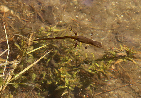Adult Eastern Newt - Notophthalmus viridescens I think this is a male because if you look at its rear, you can see some swollen parts, which I think is its cloaca. During breeding season, males can be distinguished from females by a yellowish, swollen cloaca. 

See here for more detail:
https://www.jungledragon.com/image/102428/male_notophthalmus_viridescens_-_swollen_cloaca.html

Habitat: Woodland pond Eastern newt,Geotagged,Notophthalmus,Notophthalmus viridescens,Spring,United States,newt,salamander
