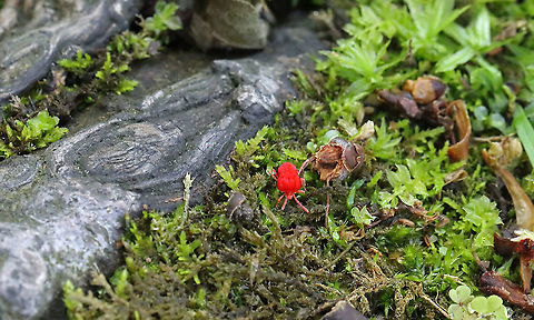 Red Velvet Mite - Trombidium sp. I know that I just shared one of these earlier this week, but I can't help but share this one too. They are such cool creatures...and fast! I like to sit on the forest floor in spring and watch them -- there are so many! And, they will crawl on me as if I am just part of the landscape.

Habitat: Mixed forest Geotagged,Spring,Trombidia,Trombidiformes,United States,mite,red velvet mite
