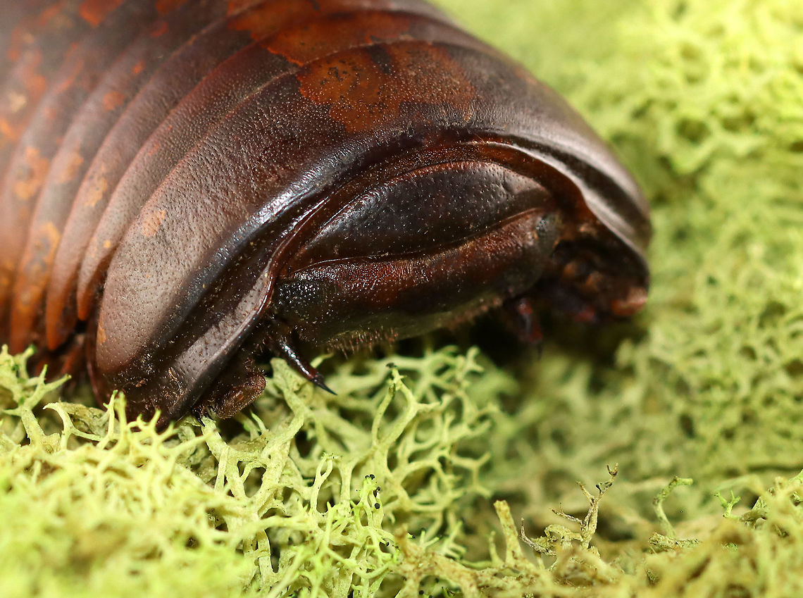 Giant Pill Millipede - Sphaeropoeus lugubris ~5 cm long.<br />
<br />
*pinned specimen<br />
<br />
<figure class="photo"><a href="https://www.jungledragon.com/image/127971/giant_pill_millipede_-_sphaeropoeus_lugubris.html" title="Giant Pill Millipede - Sphaeropoeus lugubris"><img src="https://s3.amazonaws.com/media.jungledragon.com/images/3232/127971_thumb.jpg?AWSAccessKeyId=05GMT0V3GWVNE7GGM1R2&Expires=1759968010&Signature=Bg9nALu9VALWwsgkhl1F6tFX6iw%3D" width="200" height="150" alt="Giant Pill Millipede - Sphaeropoeus lugubris ~5 cm long.<br />
<br />
*pinned specimen<br />
<br />
https://www.jungledragon.com/image/127971/giant_pill_millipede_-_sphaeropoeus_lugubris.html<br />
https://www.jungledragon.com/image/127973/giant_pill_millipede_-_sphaeropoeus_lugubris.html<br />
https://www.jungledragon.com/image/127972/giant_pill_millipede_-_sphaeropoeus_lugubris.html<br />
 Geotagged,Giant Pill Millipede,Sphaeropoeus,Sphaeropoeus lugubris,United States,Winter,millipede,pill millipede,pillipede" /></a></figure><br />
<figure class="photo"><a href="https://www.jungledragon.com/image/127973/giant_pill_millipede_-_sphaeropoeus_lugubris.html" title="Giant Pill Millipede - Sphaeropoeus lugubris"><img src="https://s3.amazonaws.com/media.jungledragon.com/images/3232/127973_thumb.jpg?AWSAccessKeyId=05GMT0V3GWVNE7GGM1R2&Expires=1759968010&Signature=pVGuUmqFzNxd36J3n4tdextt3Vk%3D" width="200" height="154" alt="Giant Pill Millipede - Sphaeropoeus lugubris ~5 cm long.<br />
<br />
*pinned specimen<br />
https://www.jungledragon.com/image/127971/giant_pill_millipede_-_sphaeropoeus_lugubris.html<br />
https://www.jungledragon.com/image/127973/giant_pill_millipede_-_sphaeropoeus_lugubris.html<br />
https://www.jungledragon.com/image/127972/giant_pill_millipede_-_sphaeropoeus_lugubris.html<br />
 Geotagged,Giant Pill Millipede,Sphaeropoeus lugubris,United States,Winter" /></a></figure><br />
<figure class="photo"><a href="https://www.jungledragon.com/image/127972/giant_pill_millipede_-_sphaeropoeus_lugubris.html" title="Giant Pill Millipede - Sphaeropoeus lugubris"><img src="https://s3.amazonaws.com/media.jungledragon.com/images/3232/127972_thumb.jpg?AWSAccessKeyId=05GMT0V3GWVNE7GGM1R2&Expires=1759968010&Signature=PyCxzo5WIbTlPgTexdiUAhhluho%3D" width="200" height="154" alt="Giant Pill Millipede - Sphaeropoeus lugubris ~5 cm long.<br />
<br />
*pinned specimen<br />
https://www.jungledragon.com/image/127971/giant_pill_millipede_-_sphaeropoeus_lugubris.html<br />
https://www.jungledragon.com/image/127973/giant_pill_millipede_-_sphaeropoeus_lugubris.html<br />
https://www.jungledragon.com/image/127972/giant_pill_millipede_-_sphaeropoeus_lugubris.html<br />
 Geotagged,Giant Pill Millipede,Sphaeropoeus lugubris,United States,Winter" /></a></figure><br />
 Geotagged,Giant Pill Millipede,Sphaeropoeus,Sphaeropoeus lugubris,United States,Winter,millipede,pill millipede,pillipede