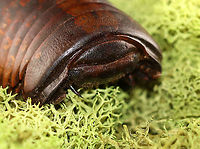 Giant Pill Millipede - Sphaeropoeus lugubris ~5 cm long.<br />
<br />
*pinned specimen<br />
<br />
https://www.jungledragon.com/image/127971/giant_pill_millipede_-_sphaeropoeus_lugubris.html<br />
https://www.jungledragon.com/image/127973/giant_pill_millipede_-_sphaeropoeus_lugubris.html<br />
https://www.jungledragon.com/image/127972/giant_pill_millipede_-_sphaeropoeus_lugubris.html<br />
 Geotagged,Giant Pill Millipede,Sphaeropoeus,Sphaeropoeus lugubris,United States,Winter,millipede,pill millipede,pillipede