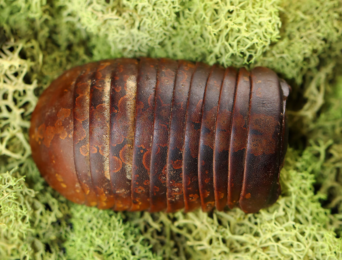 Giant Pill Millipede - Sphaeropoeus lugubris ~5 cm long.<br />
<br />
*pinned specimen<br />
<figure class="photo"><a href="https://www.jungledragon.com/image/127971/giant_pill_millipede_-_sphaeropoeus_lugubris.html" title="Giant Pill Millipede - Sphaeropoeus lugubris"><img src="https://s3.amazonaws.com/media.jungledragon.com/images/3232/127971_thumb.jpg?AWSAccessKeyId=05GMT0V3GWVNE7GGM1R2&Expires=1759968010&Signature=Bg9nALu9VALWwsgkhl1F6tFX6iw%3D" width="200" height="150" alt="Giant Pill Millipede - Sphaeropoeus lugubris ~5 cm long.<br />
<br />
*pinned specimen<br />
<br />
https://www.jungledragon.com/image/127971/giant_pill_millipede_-_sphaeropoeus_lugubris.html<br />
https://www.jungledragon.com/image/127973/giant_pill_millipede_-_sphaeropoeus_lugubris.html<br />
https://www.jungledragon.com/image/127972/giant_pill_millipede_-_sphaeropoeus_lugubris.html<br />
 Geotagged,Giant Pill Millipede,Sphaeropoeus,Sphaeropoeus lugubris,United States,Winter,millipede,pill millipede,pillipede" /></a></figure><br />
<figure class="photo"><a href="https://www.jungledragon.com/image/127973/giant_pill_millipede_-_sphaeropoeus_lugubris.html" title="Giant Pill Millipede - Sphaeropoeus lugubris"><img src="https://s3.amazonaws.com/media.jungledragon.com/images/3232/127973_thumb.jpg?AWSAccessKeyId=05GMT0V3GWVNE7GGM1R2&Expires=1759968010&Signature=pVGuUmqFzNxd36J3n4tdextt3Vk%3D" width="200" height="154" alt="Giant Pill Millipede - Sphaeropoeus lugubris ~5 cm long.<br />
<br />
*pinned specimen<br />
https://www.jungledragon.com/image/127971/giant_pill_millipede_-_sphaeropoeus_lugubris.html<br />
https://www.jungledragon.com/image/127973/giant_pill_millipede_-_sphaeropoeus_lugubris.html<br />
https://www.jungledragon.com/image/127972/giant_pill_millipede_-_sphaeropoeus_lugubris.html<br />
 Geotagged,Giant Pill Millipede,Sphaeropoeus lugubris,United States,Winter" /></a></figure><br />
<figure class="photo"><a href="https://www.jungledragon.com/image/127972/giant_pill_millipede_-_sphaeropoeus_lugubris.html" title="Giant Pill Millipede - Sphaeropoeus lugubris"><img src="https://s3.amazonaws.com/media.jungledragon.com/images/3232/127972_thumb.jpg?AWSAccessKeyId=05GMT0V3GWVNE7GGM1R2&Expires=1759968010&Signature=PyCxzo5WIbTlPgTexdiUAhhluho%3D" width="200" height="154" alt="Giant Pill Millipede - Sphaeropoeus lugubris ~5 cm long.<br />
<br />
*pinned specimen<br />
https://www.jungledragon.com/image/127971/giant_pill_millipede_-_sphaeropoeus_lugubris.html<br />
https://www.jungledragon.com/image/127973/giant_pill_millipede_-_sphaeropoeus_lugubris.html<br />
https://www.jungledragon.com/image/127972/giant_pill_millipede_-_sphaeropoeus_lugubris.html<br />
 Geotagged,Giant Pill Millipede,Sphaeropoeus lugubris,United States,Winter" /></a></figure><br />
 Geotagged,Giant Pill Millipede,Sphaeropoeus lugubris,United States,Winter