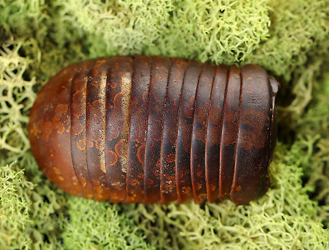 Giant Pill Millipede - Sphaeropoeus lugubris ~5 cm long.

*pinned specimen
https://www.jungledragon.com/image/127971/giant_pill_millipede_-_sphaeropoeus_lugubris.html
https://www.jungledragon.com/image/127973/giant_pill_millipede_-_sphaeropoeus_lugubris.html
https://www.jungledragon.com/image/127972/giant_pill_millipede_-_sphaeropoeus_lugubris.html
 Geotagged,Giant Pill Millipede,Sphaeropoeus lugubris,United States,Winter