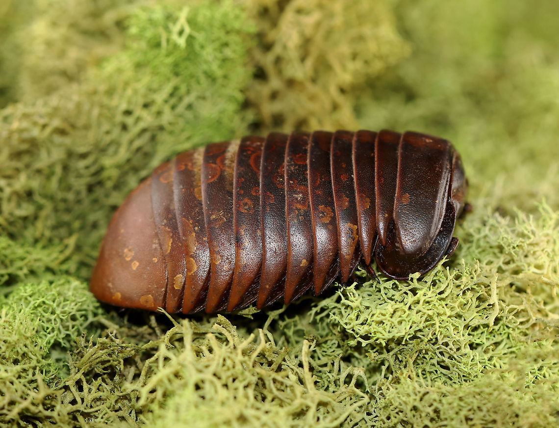 Giant Pill Millipede - Sphaeropoeus lugubris ~5 cm long.<br />
<br />
*pinned specimen<br />
<figure class="photo"><a href="https://www.jungledragon.com/image/127971/giant_pill_millipede_-_sphaeropoeus_lugubris.html" title="Giant Pill Millipede - Sphaeropoeus lugubris"><img src="https://s3.amazonaws.com/media.jungledragon.com/images/3232/127971_thumb.jpg?AWSAccessKeyId=05GMT0V3GWVNE7GGM1R2&Expires=1767225610&Signature=N1yG2VUIQy8P07PBNhkjRo5AePA%3D" width="200" height="150" alt="Giant Pill Millipede - Sphaeropoeus lugubris ~5 cm long.<br />
<br />
*pinned specimen<br />
<br />
https://www.jungledragon.com/image/127971/giant_pill_millipede_-_sphaeropoeus_lugubris.html<br />
https://www.jungledragon.com/image/127973/giant_pill_millipede_-_sphaeropoeus_lugubris.html<br />
https://www.jungledragon.com/image/127972/giant_pill_millipede_-_sphaeropoeus_lugubris.html<br />
 Geotagged,Giant Pill Millipede,Sphaeropoeus,Sphaeropoeus lugubris,United States,Winter,millipede,pill millipede,pillipede" /></a></figure><br />
<figure class="photo"><a href="https://www.jungledragon.com/image/127973/giant_pill_millipede_-_sphaeropoeus_lugubris.html" title="Giant Pill Millipede - Sphaeropoeus lugubris"><img src="https://s3.amazonaws.com/media.jungledragon.com/images/3232/127973_thumb.jpg?AWSAccessKeyId=05GMT0V3GWVNE7GGM1R2&Expires=1767225610&Signature=Qk%2FSJF5NPey6J8YKpLNSEFmF8Es%3D" width="200" height="154" alt="Giant Pill Millipede - Sphaeropoeus lugubris ~5 cm long.<br />
<br />
*pinned specimen<br />
https://www.jungledragon.com/image/127971/giant_pill_millipede_-_sphaeropoeus_lugubris.html<br />
https://www.jungledragon.com/image/127973/giant_pill_millipede_-_sphaeropoeus_lugubris.html<br />
https://www.jungledragon.com/image/127972/giant_pill_millipede_-_sphaeropoeus_lugubris.html<br />
 Geotagged,Giant Pill Millipede,Sphaeropoeus lugubris,United States,Winter" /></a></figure><br />
<figure class="photo"><a href="https://www.jungledragon.com/image/127972/giant_pill_millipede_-_sphaeropoeus_lugubris.html" title="Giant Pill Millipede - Sphaeropoeus lugubris"><img src="https://s3.amazonaws.com/media.jungledragon.com/images/3232/127972_thumb.jpg?AWSAccessKeyId=05GMT0V3GWVNE7GGM1R2&Expires=1767225610&Signature=YvX%2BDERP3Y%2BseYGn6BKDBn5B8bI%3D" width="200" height="154" alt="Giant Pill Millipede - Sphaeropoeus lugubris ~5 cm long.<br />
<br />
*pinned specimen<br />
https://www.jungledragon.com/image/127971/giant_pill_millipede_-_sphaeropoeus_lugubris.html<br />
https://www.jungledragon.com/image/127973/giant_pill_millipede_-_sphaeropoeus_lugubris.html<br />
https://www.jungledragon.com/image/127972/giant_pill_millipede_-_sphaeropoeus_lugubris.html<br />
 Geotagged,Giant Pill Millipede,Sphaeropoeus lugubris,United States,Winter" /></a></figure><br />
 Geotagged,Giant Pill Millipede,Sphaeropoeus lugubris,United States,Winter