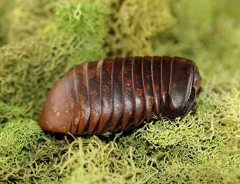 Giant Pill Millipede
