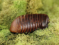 Giant Pill Millipede - Sphaeropoeus lugubris ~5 cm long.<br />
<br />
*pinned specimen<br />
https://www.jungledragon.com/image/127971/giant_pill_millipede_-_sphaeropoeus_lugubris.html<br />
https://www.jungledragon.com/image/127973/giant_pill_millipede_-_sphaeropoeus_lugubris.html<br />
https://www.jungledragon.com/image/127972/giant_pill_millipede_-_sphaeropoeus_lugubris.html<br />
 Geotagged,Giant Pill Millipede,Sphaeropoeus lugubris,United States,Winter