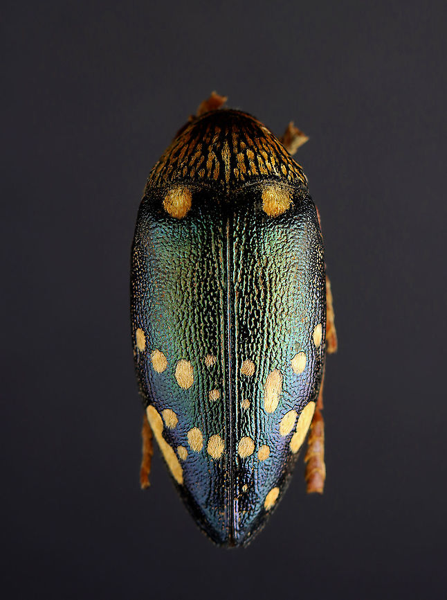 African Wood Boring Bullet - Sternocera castanea boucardii *pinned specimen African Wood Boring Bullet,Geotagged,Sternocera,Sternocera castanea,Sternocera castanea boucardii,United States,Winter,beetle,buprestidae,jewel beetle