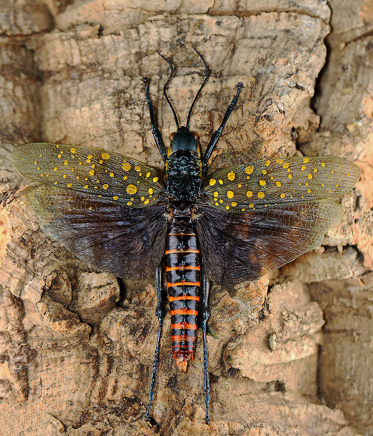Northern Spotted Grasshopper (Male) - Aularches miliaris punctatus *specimen Aularches,Aularches miliaris,Aularches miliaris punctatus,Geotagged,United States,Winter,grasshopper