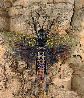 Northern Spotted Grasshopper (Male) - Aularches miliaris punctatus *specimen Aularches,Aularches miliaris,Aularches miliaris punctatus,Geotagged,United States,Winter,grasshopper