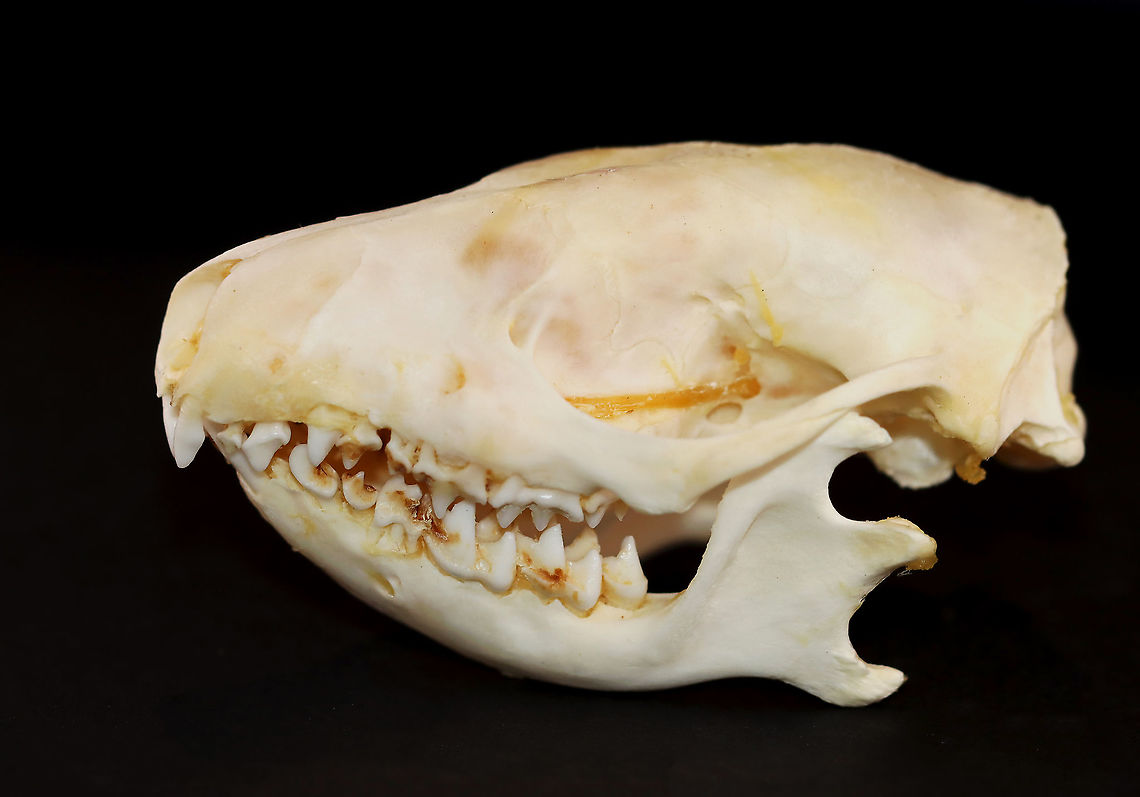 Hedgehog Skull - Erinaceinae *Specimen Erinaceinae,Eulipotyphla,Geotagged,United States,Winter,hedgehog,hedgehog skull,skull