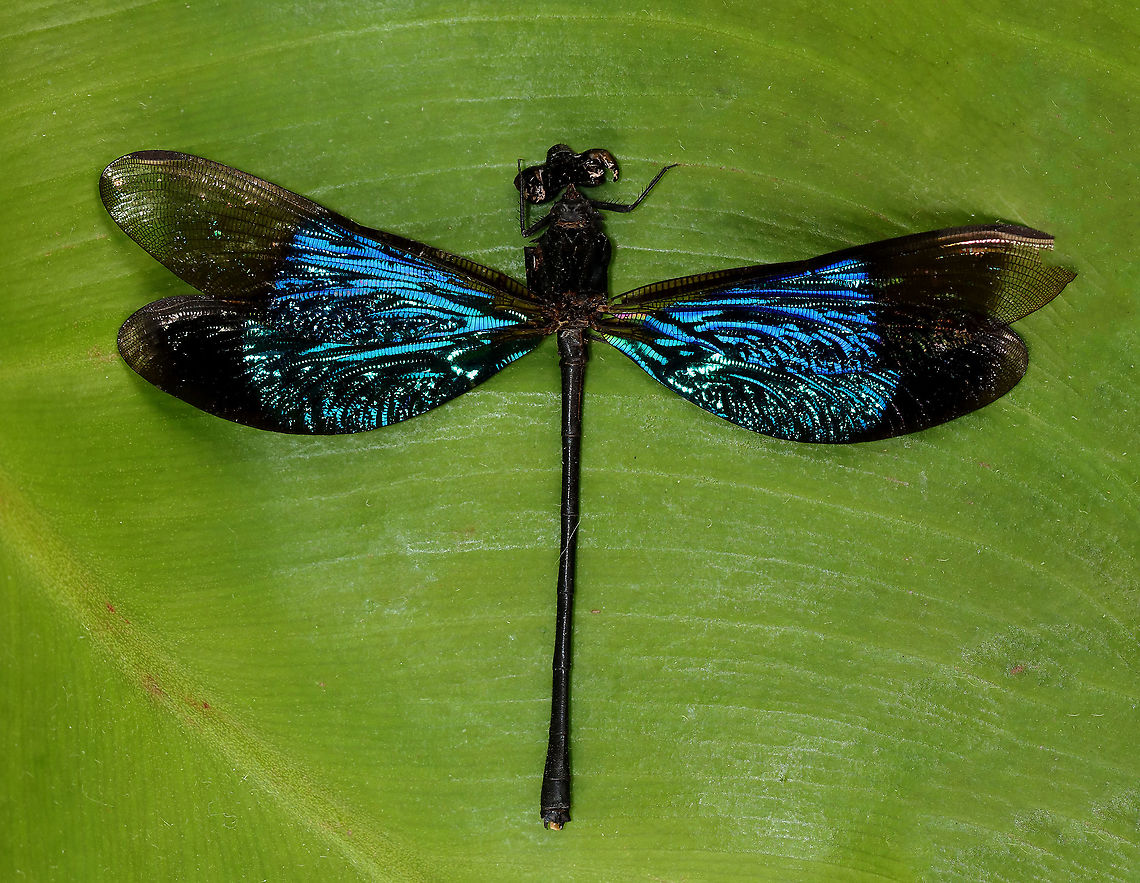 Damselfly - Euphaea refulgens Sorry for the poor quality! This damsel is in rough shape, but I absolutely love the shimmering, blue wings!<br />
<br />
*Specimen Euphaea,Euphaea refulgens,Euphaeidae,Geotagged,United States,Winter,damselfly,odonata