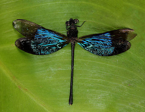 Damselfly - Euphaea refulgens Sorry for the poor quality! This damsel is in rough shape, but I absolutely love the shimmering, blue wings!

*Specimen Euphaea,Euphaea refulgens,Euphaeidae,Geotagged,United States,Winter,damselfly,odonata