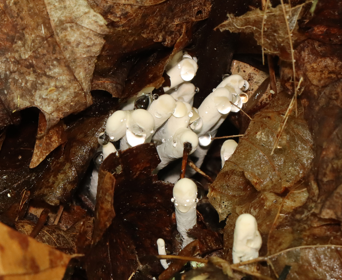 Dead Man's Fingers - Xylaria polymorpha Young Dead Man&#039;s Fingers with white tips (coating of asexual spores). As they mature, they will darken and turn black. <br />
<br />
Habitat: Growing in clusters on buried, rotten wood in a deciduous forest.<br />
<figure class="photo"><a href="https://www.jungledragon.com/image/128057/dead_mans_fingers_-_xylaria_polymorpha.html" title="Dead Man&#039;s Fingers - Xylaria polymorpha"><img src="https://s3.amazonaws.com/media.jungledragon.com/images/3232/128057_thumb.jpg?AWSAccessKeyId=05GMT0V3GWVNE7GGM1R2&Expires=1759968010&Signature=xXGtQX5ZDSoCWAox6%2FFUNBjB4k0%3D" width="116" height="152" alt="Dead Man&#039;s Fingers - Xylaria polymorpha Young Dead Man&#039;s Fingers with white tips (coating of asexual spores). As they mature, they will darken and turn black.<br />
<br />
Habitat: Growing in clusters on buried, rotten wood in a deciduous forest.<br />
https://www.jungledragon.com/image/128056/dead_mans_fingers_-_xylaria_polymorpha.html Dead Man&#039;s Fingers,Geotagged,Spring,United States,Xylaria polymorpha" /></a></figure> Dead Man's Fingers,Geotagged,Spring,United States,Xylaria polymorpha,fungus,xylaria
