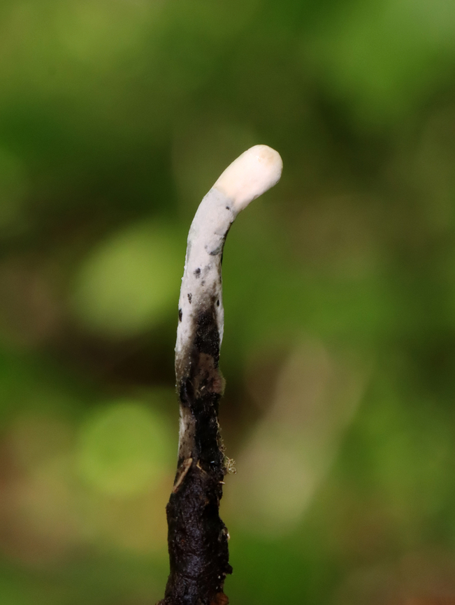 Dead Man's Fingers - Xylaria polymorpha Young Dead Man&#039;s Fingers with white tips (coating of asexual spores). As they mature, they will darken and turn black.<br />
<br />
Habitat: Growing in clusters on buried, rotten wood in a deciduous forest.<br />
<figure class="photo"><a href="https://www.jungledragon.com/image/128056/dead_mans_fingers_-_xylaria_polymorpha.html" title="Dead Man&#039;s Fingers - Xylaria polymorpha"><img src="https://s3.amazonaws.com/media.jungledragon.com/images/3232/128056_thumb.jpg?AWSAccessKeyId=05GMT0V3GWVNE7GGM1R2&Expires=1769040010&Signature=X%2FHcti5eMimwbE2FZ4HMp81Adzs%3D" width="200" height="164" alt="Dead Man&#039;s Fingers - Xylaria polymorpha Young Dead Man&#039;s Fingers with white tips (coating of asexual spores). As they mature, they will darken and turn black. <br />
<br />
Habitat: Growing in clusters on buried, rotten wood in a deciduous forest.<br />
https://www.jungledragon.com/image/128057/dead_mans_fingers_-_xylaria_polymorpha.html Dead Man&#039;s Fingers,Geotagged,Spring,United States,Xylaria polymorpha,fungus,xylaria" /></a></figure> Dead Man's Fingers,Geotagged,Spring,United States,Xylaria polymorpha