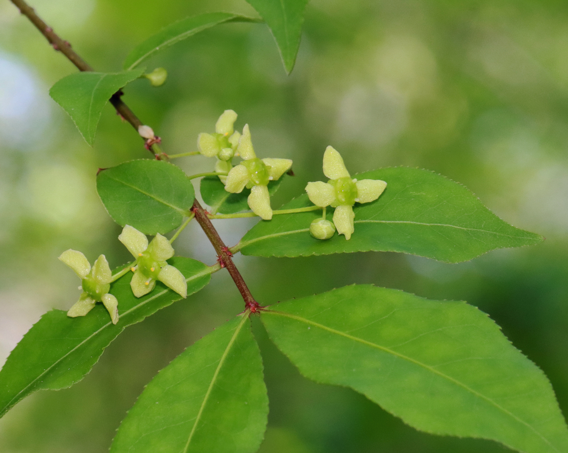 Winged Euonymus - Euonymus alatus Habitat: Deciduous forest Euonymus,Euonymus alatus,Geotagged,Spring,United States,Winged Euonymus