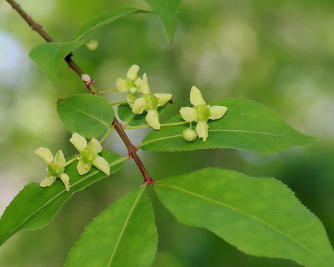 Winged Euonymus - Euonymus alatus Habitat: Deciduous forest Euonymus,Euonymus alatus,Geotagged,Spring,United States,Winged Euonymus