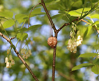 American Bladdernut - Staphylea trifolia Called American Bladdernut because of its inflated, three-lobed fruits, this species is the only member of the bladdernut family (Staphyleaceae) in New England. <br />
<br />
Habitat: Deciduous forest<br />
<br />
https://www.jungledragon.com/image/128063/american_bladdernut_-_staphylea_trifolia.html<br />
https://www.jungledragon.com/image/128062/american_bladdernut_-_staphylea_trifolia.html<br />
https://www.jungledragon.com/image/128061/american_bladdernut_-_staphylea_trifolia.html<br />
https://www.jungledragon.com/image/128060/american_bladdernut_-_staphylea_trifolia.html American bladdernut,Geotagged,Spring,Staphylea,Staphylea trifolia,United States,balddernut