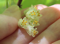 American Bladdernut - Staphylea trifolia Called American Bladdernut because of its inflated, three-lobed fruits, this species is the only member of the bladdernut family (Staphyleaceae) in New England.<br />
<br />
Habitat: Deciduous forest<br />
<br />
https://www.jungledragon.com/image/128063/american_bladdernut_-_staphylea_trifolia.html<br />
https://www.jungledragon.com/image/128062/american_bladdernut_-_staphylea_trifolia.html<br />
https://www.jungledragon.com/image/128061/american_bladdernut_-_staphylea_trifolia.html<br />
https://www.jungledragon.com/image/128060/american_bladdernut_-_staphylea_trifolia.html American bladdernut,Geotagged,Spring,Staphylea trifolia,United States