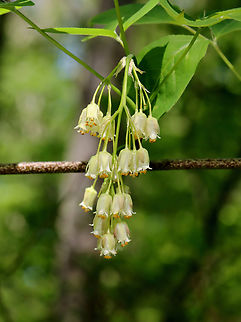 American Bladdernut - Staphylea trifolia Called American Bladdernut because of its inflated, three-lobed fruits, this species is the only member of the bladdernut family (Staphyleaceae) in New England.

Habitat: Deciduous forest

https://www.jungledragon.com/image/128063/american_bladdernut_-_staphylea_trifolia.html
https://www.jungledragon.com/image/128062/american_bladdernut_-_staphylea_trifolia.html
https://www.jungledragon.com/image/128061/american_bladdernut_-_staphylea_trifolia.html
https://www.jungledragon.com/image/128060/american_bladdernut_-_staphylea_trifolia.html American bladdernut,Geotagged,Spring,Staphylea trifolia,United States