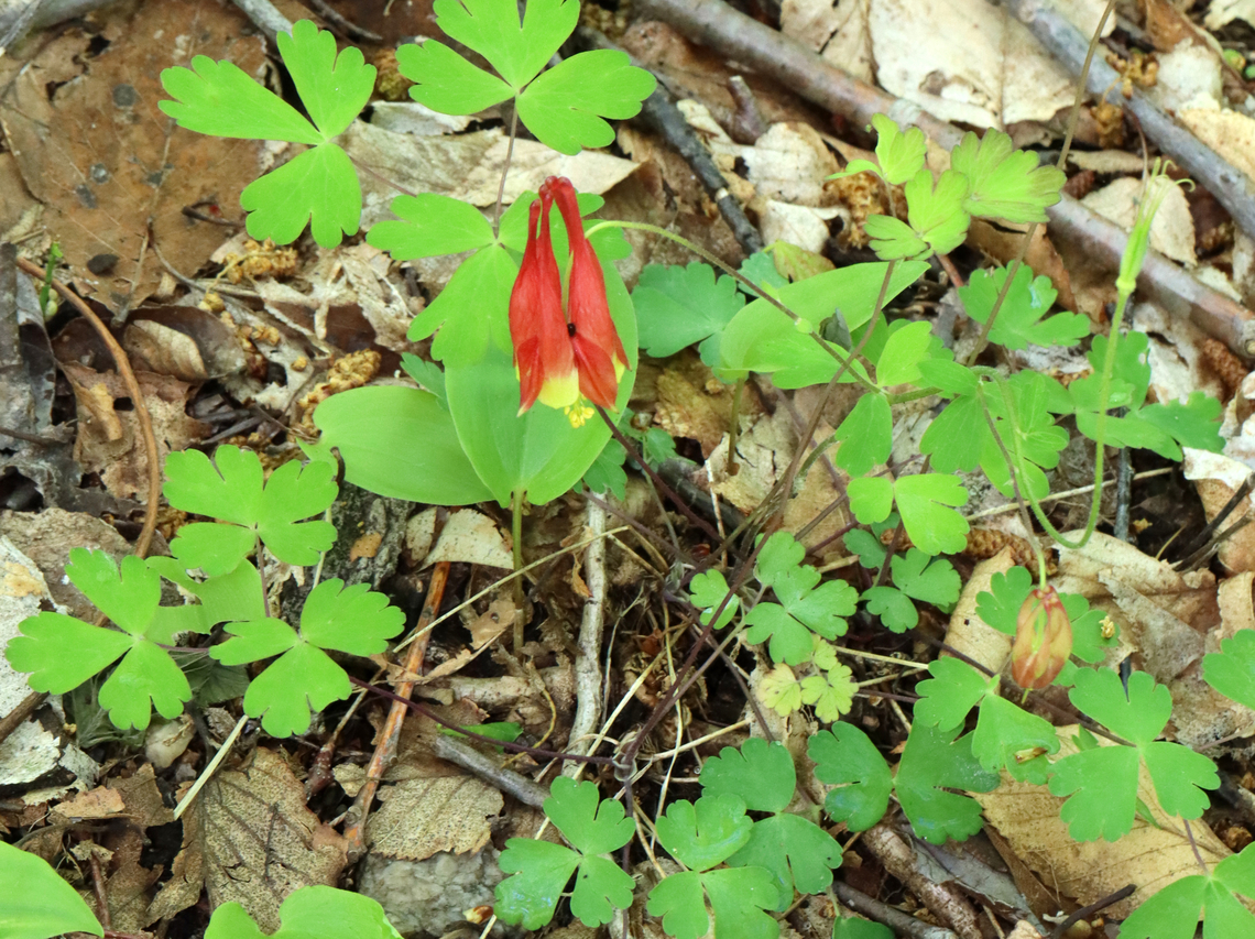 Wild Columbine - Aquilegia canadensis A gorgeous, nodding, red and yellow flower with upward spurred petals that alternate with spreading sepals and numerous yellow stamens that hang below the petals.<br />
<br />
Habitat: Deciduous forest<br />
<figure class="photo"><a href="https://www.jungledragon.com/image/128064/wild_columbine_-_aquilegia_canadensis.html" title="Wild Columbine - Aquilegia canadensis"><img src="https://s3.amazonaws.com/media.jungledragon.com/images/3232/128064_thumb.jpg?AWSAccessKeyId=05GMT0V3GWVNE7GGM1R2&Expires=1763596810&Signature=Wd22dclURrDAJDVMxgmFedjrekk%3D" width="200" height="150" alt="Wild Columbine - Aquilegia canadensis A gorgeous, nodding, red and yellow flower with upward spurred petals that alternate with spreading sepals and numerous yellow stamens that hang below the petals.<br />
<br />
Habitat: Deciduous forest<br />
https://www.jungledragon.com/image/128064/wild_columbine_-_aquilegia_canadensis.html<br />
https://www.jungledragon.com/image/128066/wild_columbine_-_aquilegia_canadensis.html<br />
https://www.jungledragon.com/image/128065/wild_columbine_-_aquilegia_canadensis.html Aquilegia canadensis,Eastern Columbine,Geotagged,Spring,United States" /></a></figure><br />
<figure class="photo"><a href="https://www.jungledragon.com/image/128066/wild_columbine_-_aquilegia_canadensis.html" title="Wild Columbine - Aquilegia canadensis"><img src="https://s3.amazonaws.com/media.jungledragon.com/images/3232/128066_thumb.jpg?AWSAccessKeyId=05GMT0V3GWVNE7GGM1R2&Expires=1763596810&Signature=OrEH03h420ta%2FF8PkiiX5WhzAxc%3D" width="200" height="154" alt="Wild Columbine - Aquilegia canadensis A gorgeous, nodding, red and yellow flower with upward spurred petals that alternate with spreading sepals and numerous yellow stamens that hang below the petals.<br />
<br />
Habitat: Deciduous forest<br />
https://www.jungledragon.com/image/128064/wild_columbine_-_aquilegia_canadensis.html<br />
https://www.jungledragon.com/image/128066/wild_columbine_-_aquilegia_canadensis.html<br />
https://www.jungledragon.com/image/128065/wild_columbine_-_aquilegia_canadensis.html Aquilegia canadensis,Eastern Columbine,Geotagged,Spring,United States" /></a></figure><br />
<figure class="photo"><a href="https://www.jungledragon.com/image/128065/wild_columbine_-_aquilegia_canadensis.html" title="Wild Columbine - Aquilegia canadensis"><img src="https://s3.amazonaws.com/media.jungledragon.com/images/3232/128065_thumb.jpg?AWSAccessKeyId=05GMT0V3GWVNE7GGM1R2&Expires=1763596810&Signature=BM1Ok7FtVv5E%2FSCBMpieOV%2FBuRs%3D" width="108" height="152" alt="Wild Columbine - Aquilegia canadensis A gorgeous, nodding, red and yellow flower with upward spurred petals that alternate with spreading sepals and numerous yellow stamens that hang below the petals.<br />
<br />
Habitat: Deciduous forest<br />
https://www.jungledragon.com/image/128064/wild_columbine_-_aquilegia_canadensis.html<br />
https://www.jungledragon.com/image/128066/wild_columbine_-_aquilegia_canadensis.html<br />
https://www.jungledragon.com/image/128065/wild_columbine_-_aquilegia_canadensis.html Aquilegia canadensis,Eastern Columbine,Geotagged,Spring,United States,aquilegia,columbine,wild columbine" /></a></figure> Aquilegia canadensis,Eastern Columbine,Geotagged,Spring,United States
