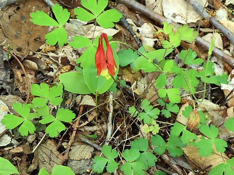 Wild Columbine - Aquilegia canadensis A gorgeous, nodding, red and yellow flower with upward spurred petals that alternate with spreading sepals and numerous yellow stamens that hang below the petals.

Habitat: Deciduous forest
https://www.jungledragon.com/image/128064/wild_columbine_-_aquilegia_canadensis.html
https://www.jungledragon.com/image/128066/wild_columbine_-_aquilegia_canadensis.html
https://www.jungledragon.com/image/128065/wild_columbine_-_aquilegia_canadensis.html Aquilegia canadensis,Eastern Columbine,Geotagged,Spring,United States