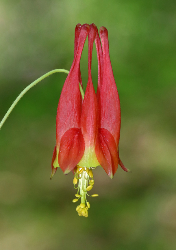 Wild Columbine - Aquilegia canadensis A gorgeous, nodding, red and yellow flower with upward spurred petals that alternate with spreading sepals and numerous yellow stamens that hang below the petals.<br />
<br />
Habitat: Deciduous forest<br />
<figure class="photo"><a href="https://www.jungledragon.com/image/128064/wild_columbine_-_aquilegia_canadensis.html" title="Wild Columbine - Aquilegia canadensis"><img src="https://s3.amazonaws.com/media.jungledragon.com/images/3232/128064_thumb.jpg?AWSAccessKeyId=05GMT0V3GWVNE7GGM1R2&Expires=1759968010&Signature=SajMDrJMzjPpdCWVXcyxFJizjjw%3D" width="200" height="150" alt="Wild Columbine - Aquilegia canadensis A gorgeous, nodding, red and yellow flower with upward spurred petals that alternate with spreading sepals and numerous yellow stamens that hang below the petals.<br />
<br />
Habitat: Deciduous forest<br />
https://www.jungledragon.com/image/128064/wild_columbine_-_aquilegia_canadensis.html<br />
https://www.jungledragon.com/image/128066/wild_columbine_-_aquilegia_canadensis.html<br />
https://www.jungledragon.com/image/128065/wild_columbine_-_aquilegia_canadensis.html Aquilegia canadensis,Eastern Columbine,Geotagged,Spring,United States" /></a></figure><br />
<figure class="photo"><a href="https://www.jungledragon.com/image/128066/wild_columbine_-_aquilegia_canadensis.html" title="Wild Columbine - Aquilegia canadensis"><img src="https://s3.amazonaws.com/media.jungledragon.com/images/3232/128066_thumb.jpg?AWSAccessKeyId=05GMT0V3GWVNE7GGM1R2&Expires=1759968010&Signature=Ov4z%2BH3CGLB0jSjrDK8IPEdeKPw%3D" width="200" height="154" alt="Wild Columbine - Aquilegia canadensis A gorgeous, nodding, red and yellow flower with upward spurred petals that alternate with spreading sepals and numerous yellow stamens that hang below the petals.<br />
<br />
Habitat: Deciduous forest<br />
https://www.jungledragon.com/image/128064/wild_columbine_-_aquilegia_canadensis.html<br />
https://www.jungledragon.com/image/128066/wild_columbine_-_aquilegia_canadensis.html<br />
https://www.jungledragon.com/image/128065/wild_columbine_-_aquilegia_canadensis.html Aquilegia canadensis,Eastern Columbine,Geotagged,Spring,United States" /></a></figure><br />
<figure class="photo"><a href="https://www.jungledragon.com/image/128065/wild_columbine_-_aquilegia_canadensis.html" title="Wild Columbine - Aquilegia canadensis"><img src="https://s3.amazonaws.com/media.jungledragon.com/images/3232/128065_thumb.jpg?AWSAccessKeyId=05GMT0V3GWVNE7GGM1R2&Expires=1759968010&Signature=jv0A0vVL4t1Ng%2F7mMPlMxGhYYFQ%3D" width="108" height="152" alt="Wild Columbine - Aquilegia canadensis A gorgeous, nodding, red and yellow flower with upward spurred petals that alternate with spreading sepals and numerous yellow stamens that hang below the petals.<br />
<br />
Habitat: Deciduous forest<br />
https://www.jungledragon.com/image/128064/wild_columbine_-_aquilegia_canadensis.html<br />
https://www.jungledragon.com/image/128066/wild_columbine_-_aquilegia_canadensis.html<br />
https://www.jungledragon.com/image/128065/wild_columbine_-_aquilegia_canadensis.html Aquilegia canadensis,Eastern Columbine,Geotagged,Spring,United States,aquilegia,columbine,wild columbine" /></a></figure> Aquilegia canadensis,Eastern Columbine,Geotagged,Spring,United States,aquilegia,columbine,wild columbine