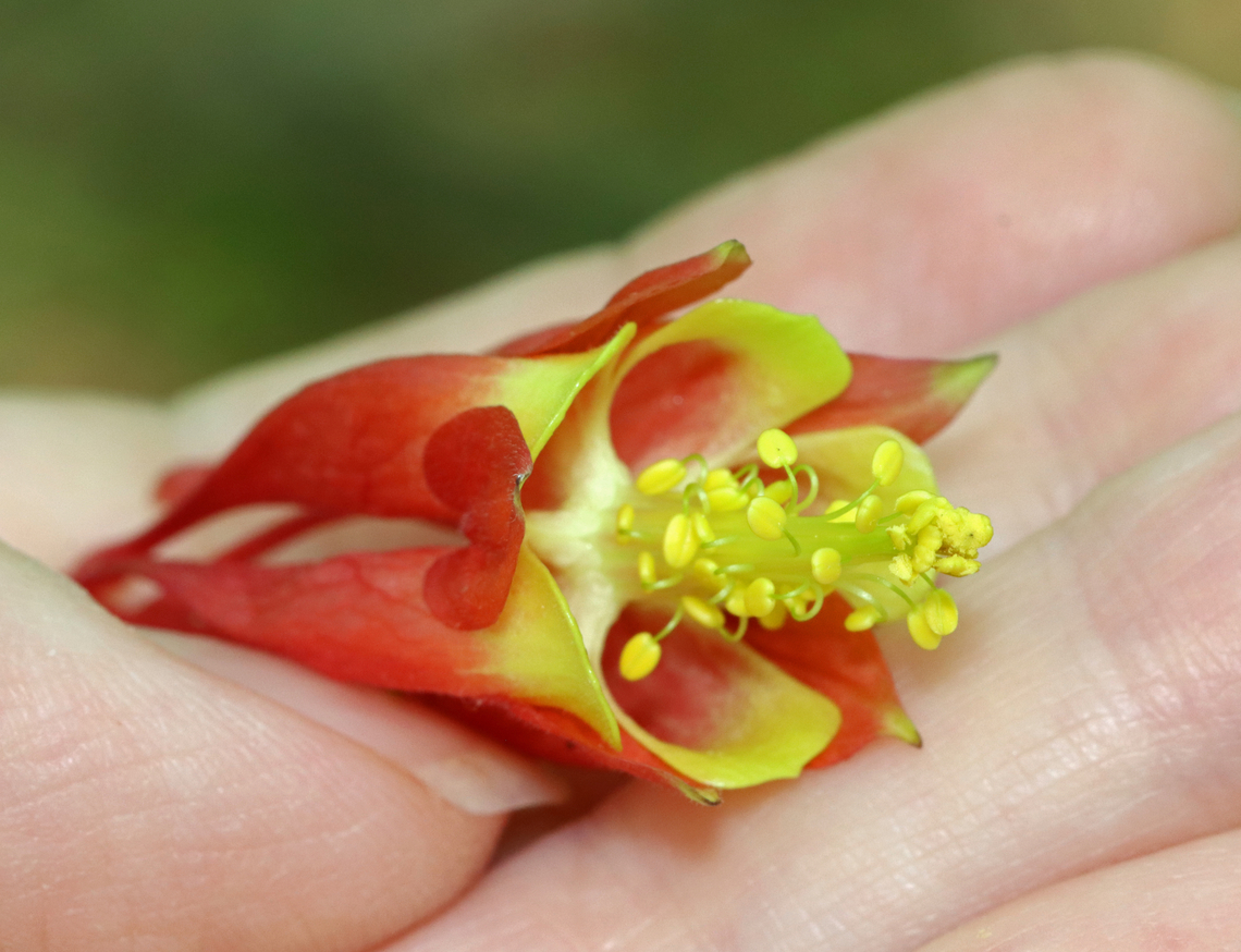 Wild Columbine - Aquilegia canadensis A gorgeous, nodding, red and yellow flower with upward spurred petals that alternate with spreading sepals and numerous yellow stamens that hang below the petals.<br />
<br />
Habitat: Deciduous forest<br />
<figure class="photo"><a href="https://www.jungledragon.com/image/128064/wild_columbine_-_aquilegia_canadensis.html" title="Wild Columbine - Aquilegia canadensis"><img src="https://s3.amazonaws.com/media.jungledragon.com/images/3232/128064_thumb.jpg?AWSAccessKeyId=05GMT0V3GWVNE7GGM1R2&Expires=1759968010&Signature=SajMDrJMzjPpdCWVXcyxFJizjjw%3D" width="200" height="150" alt="Wild Columbine - Aquilegia canadensis A gorgeous, nodding, red and yellow flower with upward spurred petals that alternate with spreading sepals and numerous yellow stamens that hang below the petals.<br />
<br />
Habitat: Deciduous forest<br />
https://www.jungledragon.com/image/128064/wild_columbine_-_aquilegia_canadensis.html<br />
https://www.jungledragon.com/image/128066/wild_columbine_-_aquilegia_canadensis.html<br />
https://www.jungledragon.com/image/128065/wild_columbine_-_aquilegia_canadensis.html Aquilegia canadensis,Eastern Columbine,Geotagged,Spring,United States" /></a></figure><br />
<figure class="photo"><a href="https://www.jungledragon.com/image/128066/wild_columbine_-_aquilegia_canadensis.html" title="Wild Columbine - Aquilegia canadensis"><img src="https://s3.amazonaws.com/media.jungledragon.com/images/3232/128066_thumb.jpg?AWSAccessKeyId=05GMT0V3GWVNE7GGM1R2&Expires=1759968010&Signature=Ov4z%2BH3CGLB0jSjrDK8IPEdeKPw%3D" width="200" height="154" alt="Wild Columbine - Aquilegia canadensis A gorgeous, nodding, red and yellow flower with upward spurred petals that alternate with spreading sepals and numerous yellow stamens that hang below the petals.<br />
<br />
Habitat: Deciduous forest<br />
https://www.jungledragon.com/image/128064/wild_columbine_-_aquilegia_canadensis.html<br />
https://www.jungledragon.com/image/128066/wild_columbine_-_aquilegia_canadensis.html<br />
https://www.jungledragon.com/image/128065/wild_columbine_-_aquilegia_canadensis.html Aquilegia canadensis,Eastern Columbine,Geotagged,Spring,United States" /></a></figure><br />
<figure class="photo"><a href="https://www.jungledragon.com/image/128065/wild_columbine_-_aquilegia_canadensis.html" title="Wild Columbine - Aquilegia canadensis"><img src="https://s3.amazonaws.com/media.jungledragon.com/images/3232/128065_thumb.jpg?AWSAccessKeyId=05GMT0V3GWVNE7GGM1R2&Expires=1759968010&Signature=jv0A0vVL4t1Ng%2F7mMPlMxGhYYFQ%3D" width="108" height="152" alt="Wild Columbine - Aquilegia canadensis A gorgeous, nodding, red and yellow flower with upward spurred petals that alternate with spreading sepals and numerous yellow stamens that hang below the petals.<br />
<br />
Habitat: Deciduous forest<br />
https://www.jungledragon.com/image/128064/wild_columbine_-_aquilegia_canadensis.html<br />
https://www.jungledragon.com/image/128066/wild_columbine_-_aquilegia_canadensis.html<br />
https://www.jungledragon.com/image/128065/wild_columbine_-_aquilegia_canadensis.html Aquilegia canadensis,Eastern Columbine,Geotagged,Spring,United States,aquilegia,columbine,wild columbine" /></a></figure> Aquilegia canadensis,Eastern Columbine,Geotagged,Spring,United States