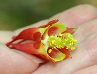 Wild Columbine - Aquilegia canadensis A gorgeous, nodding, red and yellow flower with upward spurred petals that alternate with spreading sepals and numerous yellow stamens that hang below the petals.<br />
<br />
Habitat: Deciduous forest<br />
https://www.jungledragon.com/image/128064/wild_columbine_-_aquilegia_canadensis.html<br />
https://www.jungledragon.com/image/128066/wild_columbine_-_aquilegia_canadensis.html<br />
https://www.jungledragon.com/image/128065/wild_columbine_-_aquilegia_canadensis.html Aquilegia canadensis,Eastern Columbine,Geotagged,Spring,United States