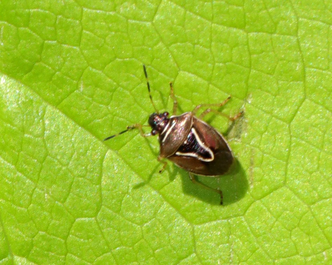 Stink Bug - Mormidea lugens Blurry, but a first for me.<br />
<br />
Habitat: Deciduous forest Geotagged,Mormidea,Mormidea lugens,Spring,United States,bug