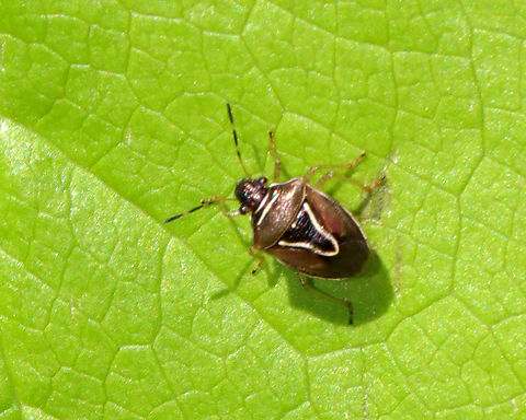 Stink Bug - Mormidea lugens Blurry, but a first for me.

Habitat: Deciduous forest Geotagged,Mormidea,Mormidea lugens,Spring,United States,bug