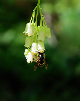 Common Aerial Yellowjacket - Dolichovespula arenaria Habitat: Feasting on Staphylea trifolia; deciduous forest Dolichovespula,Dolichovespula arenaria,Geotagged,Spring,United States,aerial yellowjacket,wasp,yellowjacket