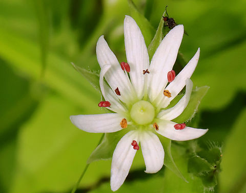 Chickweed - Stellaria pubera Habitat: Deciduous forest
https://www.jungledragon.com/image/128127/chickweed_-_stellaria_sp.html Geotagged,Spring,Star chickweed,Stellaria,Stellaria pubera,United States,chickweed