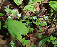 Chickweed - Stellaria pubera Habitat: Deciduous forest<br />
https://www.jungledragon.com/image/128126/chickweed_-_stellaria_sp.html Geotagged,Spring,Star chickweed,Stellaria pubera,United States