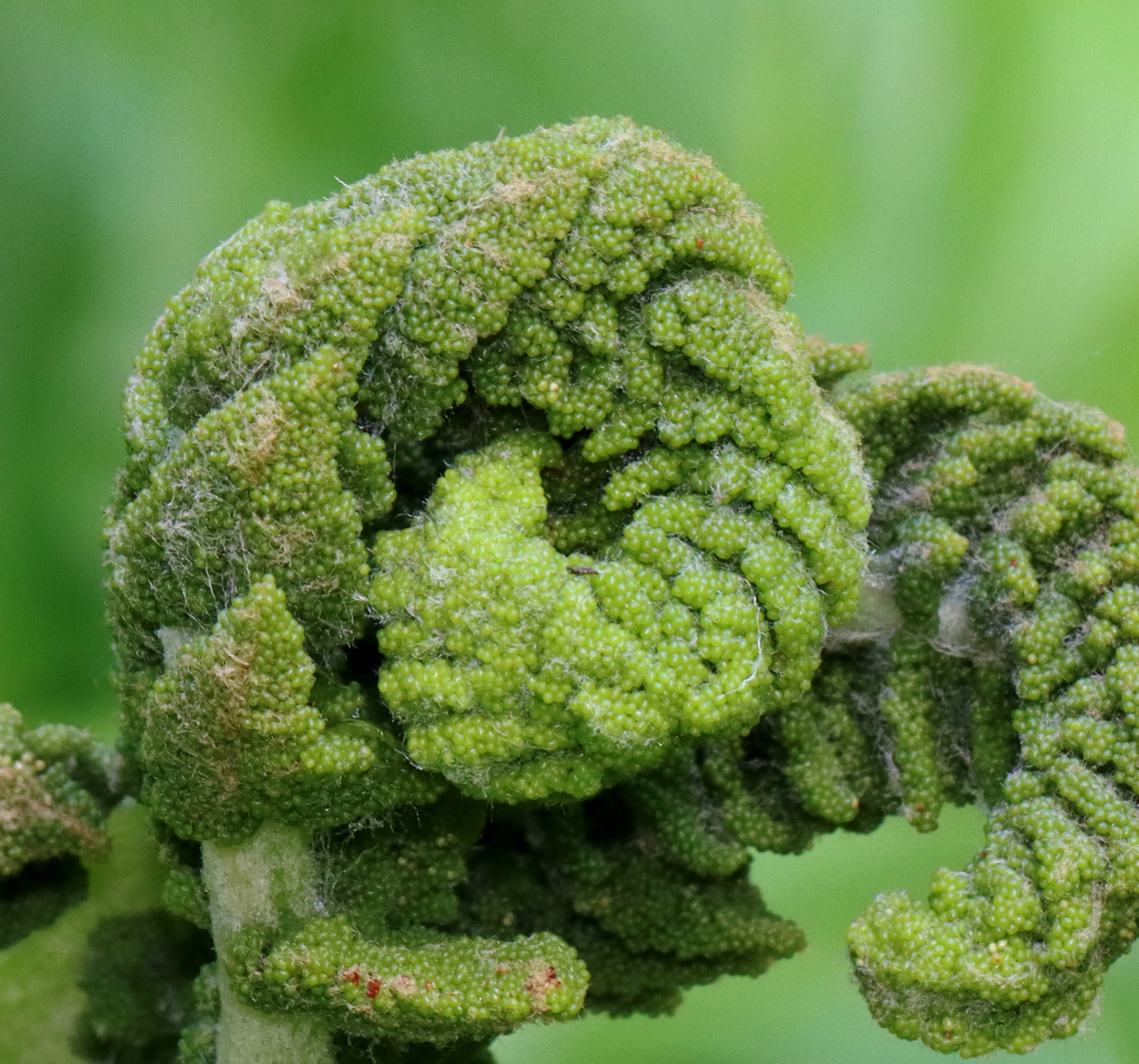 Interrupted Fern - Osmunda claytoniana Habitat: Wet, deciduous forest<br />
<figure class="photo"><a href="https://www.jungledragon.com/image/128129/interrupted_fern_-_osmunda_claytoniana.html" title="Interrupted Fern - Osmunda claytoniana"><img src="https://s3.amazonaws.com/media.jungledragon.com/images/3232/128129_thumb.jpg?AWSAccessKeyId=05GMT0V3GWVNE7GGM1R2&Expires=1769040010&Signature=fi9s4sVHr7rg1fIM7lDXNrA6xtM%3D" width="124" height="152" alt="Interrupted Fern - Osmunda claytoniana Habitat: Wet, deciduous forest<br />
https://www.jungledragon.com/image/128128/ferns_-_order_polypodiales.html Geotagged,Interrupted Fern,Osmunda claytoniana,Spring,United States" /></a></figure> Geotagged,Interrupted Fern,Osmunda,Osmunda claytoniana,Polypodiales,Spring,United States,fern