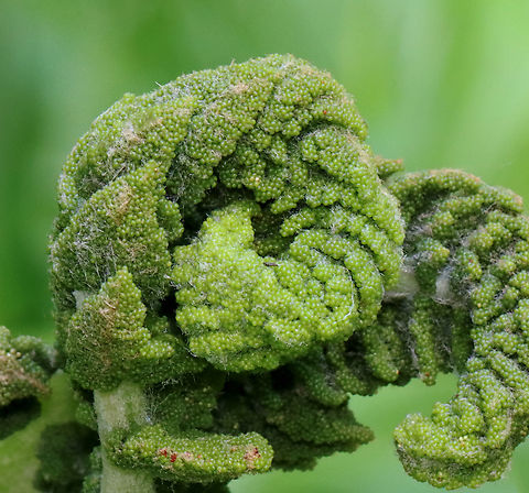 Interrupted Fern - Osmunda claytoniana Habitat: Wet, deciduous forest
https://www.jungledragon.com/image/128129/ferns_-_order_polypodiales.html Geotagged,Interrupted Fern,Osmunda,Osmunda claytoniana,Polypodiales,Spring,United States,fern
