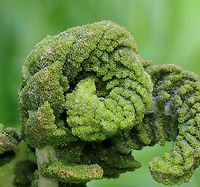 Interrupted Fern - Osmunda claytoniana Habitat: Wet, deciduous forest<br />
https://www.jungledragon.com/image/128129/ferns_-_order_polypodiales.html Geotagged,Interrupted Fern,Osmunda,Osmunda claytoniana,Polypodiales,Spring,United States,fern