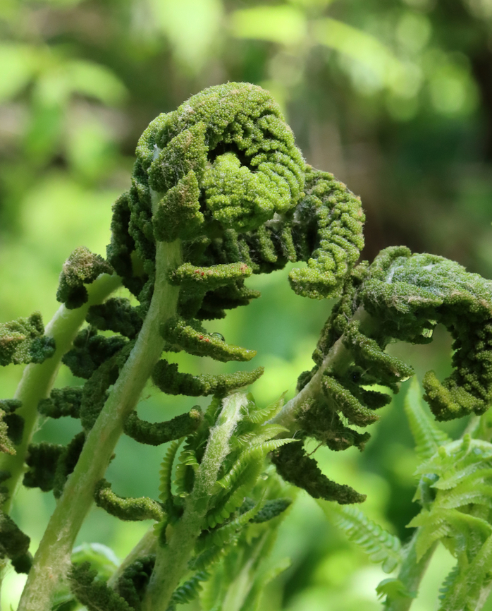 Interrupted Fern - Osmunda claytoniana Habitat: Wet, deciduous forest<br />
<figure class="photo"><a href="https://www.jungledragon.com/image/128128/interrupted_fern_-_osmunda_claytoniana.html" title="Interrupted Fern - Osmunda claytoniana"><img src="https://s3.amazonaws.com/media.jungledragon.com/images/3232/128128_thumb.jpg?AWSAccessKeyId=05GMT0V3GWVNE7GGM1R2&Expires=1759968010&Signature=yFKFpIJ80ZmS4XWRbXsGeHvCKR8%3D" width="200" height="188" alt="Interrupted Fern - Osmunda claytoniana Habitat: Wet, deciduous forest<br />
https://www.jungledragon.com/image/128129/ferns_-_order_polypodiales.html Geotagged,Interrupted Fern,Osmunda,Osmunda claytoniana,Polypodiales,Spring,United States,fern" /></a></figure> Geotagged,Interrupted Fern,Osmunda claytoniana,Spring,United States