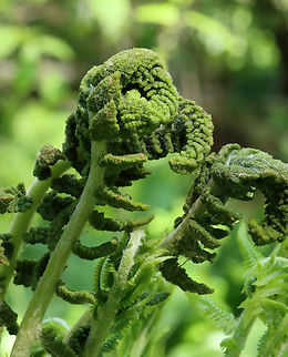 Interrupted Fern - Osmunda claytoniana Habitat: Wet, deciduous forest
https://www.jungledragon.com/image/128128/ferns_-_order_polypodiales.html Geotagged,Interrupted Fern,Osmunda claytoniana,Spring,United States
