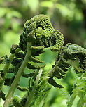 Interrupted Fern - Osmunda claytoniana Habitat: Wet, deciduous forest<br />
https://www.jungledragon.com/image/128128/ferns_-_order_polypodiales.html Geotagged,Interrupted Fern,Osmunda claytoniana,Spring,United States