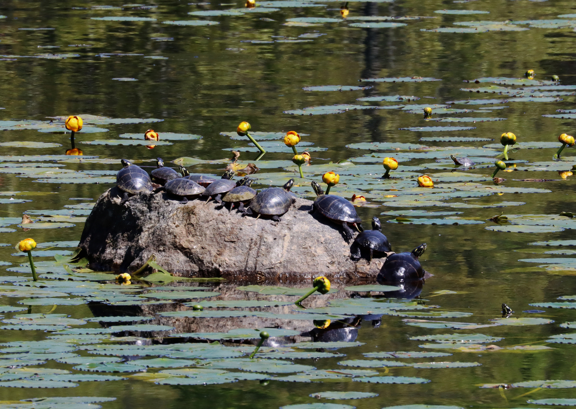Painted Turtles - Chrysemys picta There was an abundance of turtles in this pond.<br />
<br />
Habitat: Large pond situated between a forest and meadow Chrysemys picta,Geotagged,Painted turtle,Spring,United States,chrysemys,turtle