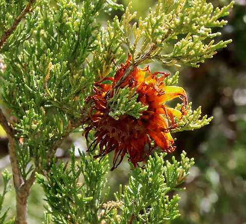 Cedar-apple Rust Gall - Gymnosporangium juniperi-virginianae Habitat: Growing on cedar; Mixed forest
https://www.jungledragon.com/image/128133/cedar-apple_rust_gall_-_gymnosporangium_juniperi-virginianae.html Cedar-apple Rust,Geotagged,Gymnosporangium juniperi-virginianae,Spring,United States,fungus,gall