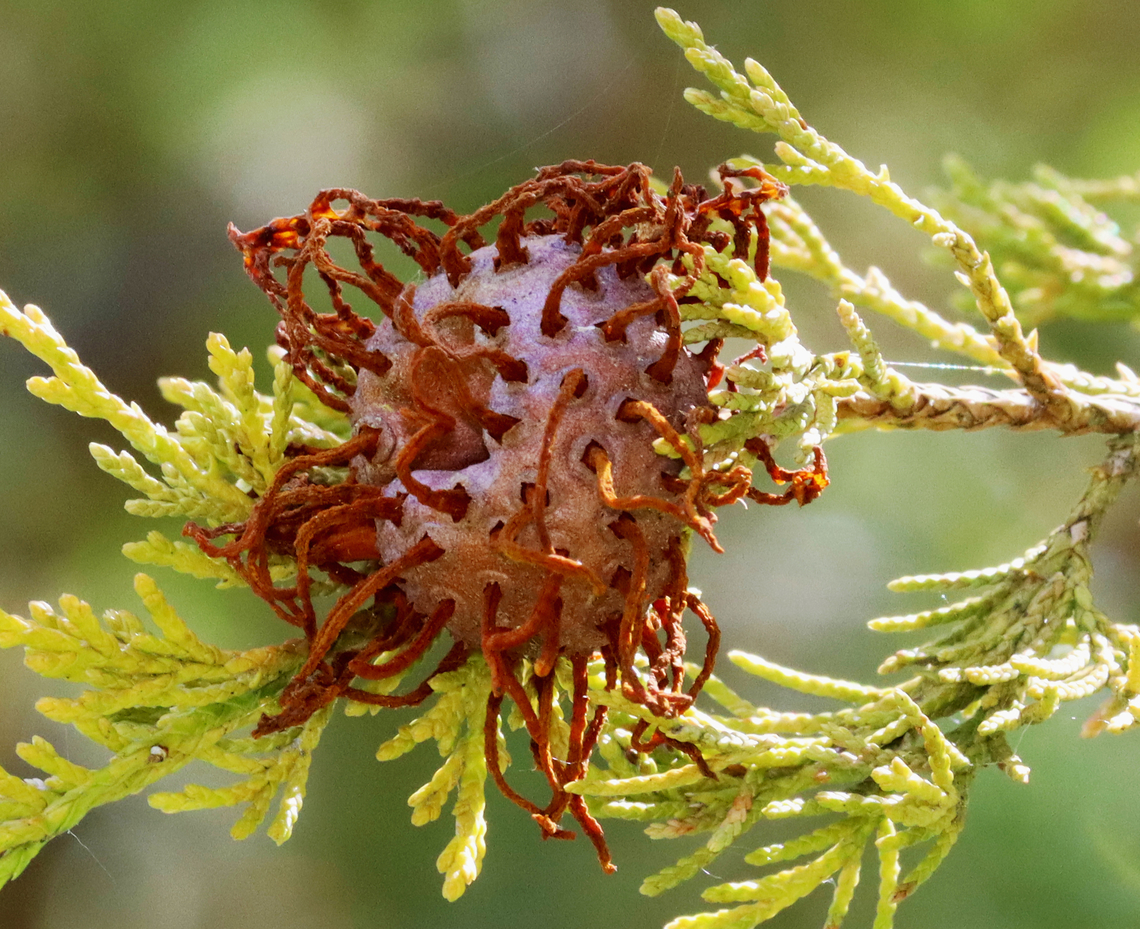 Cedar-apple Rust Gall - Gymnosporangium juniperi-virginianae Habitat: Growing on cedar; Mixed forest<br />
<figure class="photo"><a href="https://www.jungledragon.com/image/128132/cedar-apple_rust_gall_-_gymnosporangium_juniperi-virginianae.html" title="Cedar-apple Rust Gall - Gymnosporangium juniperi-virginianae"><img src="https://s3.amazonaws.com/media.jungledragon.com/images/3232/128132_thumb.jpg?AWSAccessKeyId=05GMT0V3GWVNE7GGM1R2&Expires=1767225610&Signature=Tq8pN0KsbcHrjNQP5jgwszGlbUY%3D" width="200" height="182" alt="Cedar-apple Rust Gall - Gymnosporangium juniperi-virginianae Habitat: Growing on cedar; Mixed forest<br />
https://www.jungledragon.com/image/128133/cedar-apple_rust_gall_-_gymnosporangium_juniperi-virginianae.html Cedar-apple Rust,Geotagged,Gymnosporangium juniperi-virginianae,Spring,United States,fungus,gall" /></a></figure> Cedar-apple Rust,Geotagged,Gymnosporangium juniperi-virginianae,Spring,United States,fungus,gall,rust