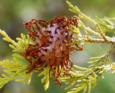 Cedar-apple Rust Gall - Gymnosporangium juniperi-virginianae Habitat: Growing on cedar; Mixed forest
https://www.jungledragon.com/image/128132/cedar-apple_rust_gall_-_gymnosporangium_juniperi-virginianae.html Cedar-apple Rust,Geotagged,Gymnosporangium juniperi-virginianae,Spring,United States,fungus,gall,rust