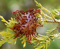 Cedar-apple Rust Gall - Gymnosporangium juniperi-virginianae Habitat: Growing on cedar; Mixed forest<br />
https://www.jungledragon.com/image/128132/cedar-apple_rust_gall_-_gymnosporangium_juniperi-virginianae.html Cedar-apple Rust,Geotagged,Gymnosporangium juniperi-virginianae,Spring,United States,fungus,gall,rust