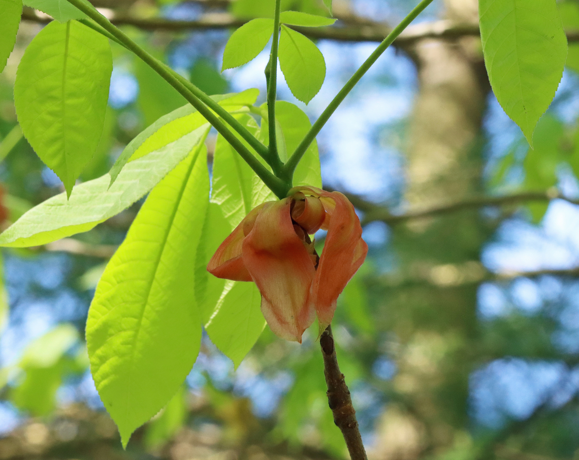 Hickory - Carya glabra *Tentative ID<br />
<br />
Habitat: Deciduous forest Carya,Carya glabra,Geotagged,Pignut hickory,Spring,United States