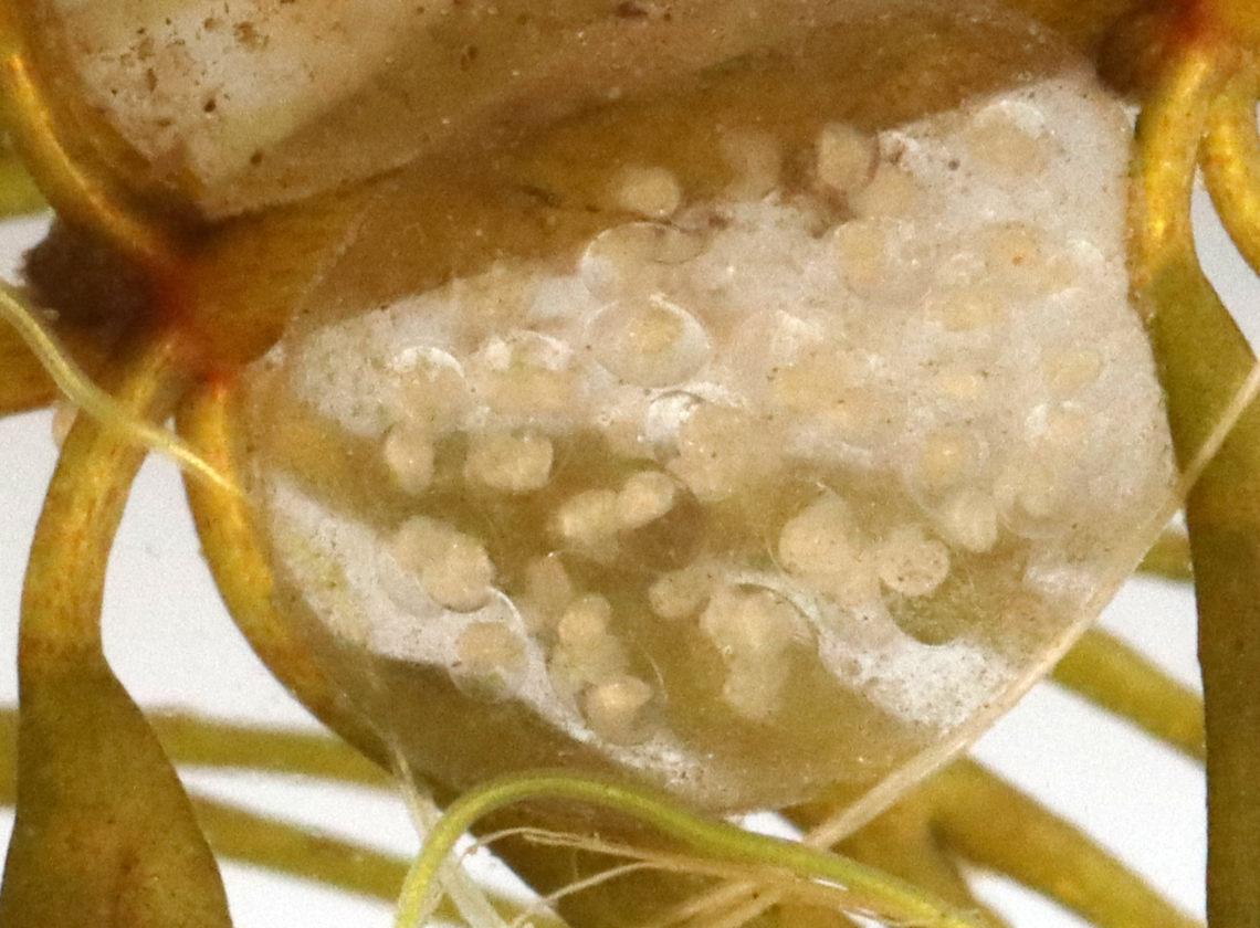 Snail Eggs - Class Gastropoda Habitat: Stuck to vegetation near the edge of a pond<br />
<figure class="photo"><a href="https://www.jungledragon.com/image/128237/snail_eggs_-_class_gastropoda.html" title="Snail Eggs - Class Gastropoda"><img src="https://s3.amazonaws.com/media.jungledragon.com/images/3232/128237_thumb.jpg?AWSAccessKeyId=05GMT0V3GWVNE7GGM1R2&Expires=1759968010&Signature=8G3ZsCHJyqAYjhkDhhzqLTy%2BMV4%3D" width="200" height="154" alt="Snail Eggs - Class Gastropoda Habitat: Stuck to vegetation near the edge of a pond<br />
https://www.jungledragon.com/image/128234/invertebrate_eggs.html Gastropoda,Geotagged,Spring,United States,aquatic life,eggs,gastropod,snail eggs" /></a></figure> Geotagged,Spring,United States