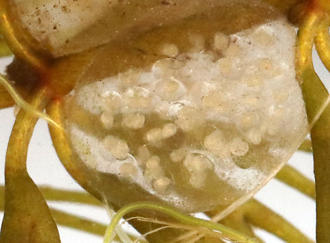 Snail Eggs - Class Gastropoda Habitat: Stuck to vegetation near the edge of a pond
https://www.jungledragon.com/image/128237/invertebrate_eggs.html Geotagged,Spring,United States