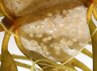 Snail Eggs - Class Gastropoda Habitat: Stuck to vegetation near the edge of a pond<br />
https://www.jungledragon.com/image/128237/invertebrate_eggs.html Geotagged,Spring,United States