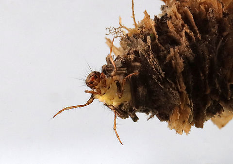 Caddisfly Larva - Trichoptera, Family Limnephilidae, Limnephilus sp. Habitat: Collected from a small pond
https://www.jungledragon.com/image/128236/caddisfly_-_trichoptera.html Geotagged,Spring,United States