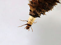 Caddisfly Larva- Trichoptera, Family Limnephilidae, Limnephilus sp. Habitat: Collected from a small pond<br />
https://www.jungledragon.com/image/128235/caddisfly_-_trichoptera.html Geotagged,Limnephilidae,Spring,United States,caddisfly,caddisfly larva,larva,trichoptera